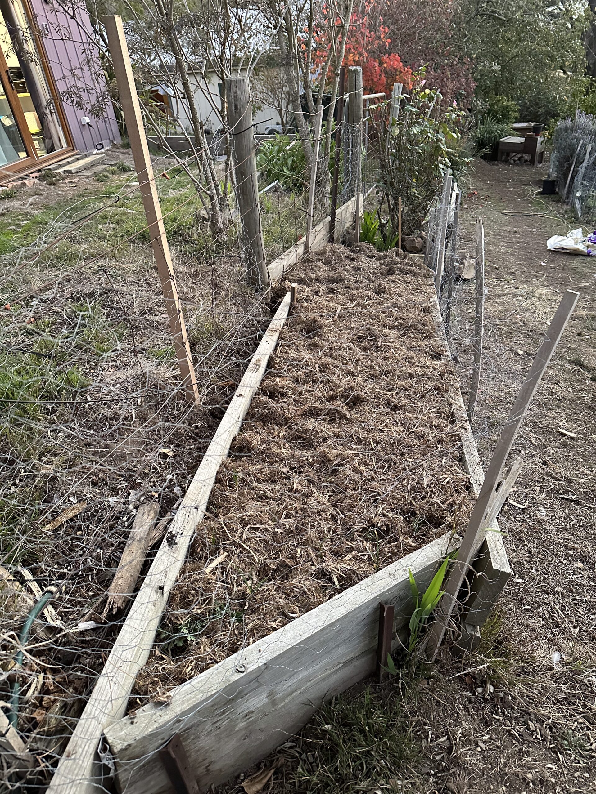 Planting Resprouting Garlic While Rotating Garden Beds for Best Yields