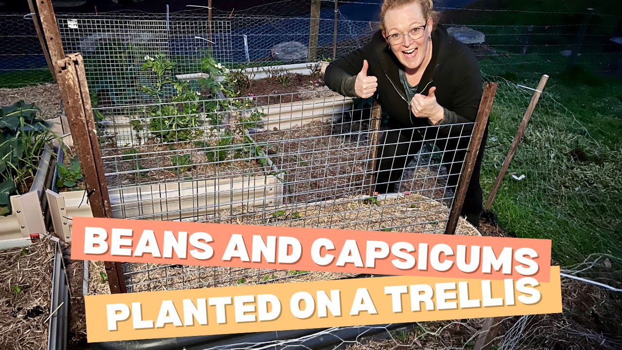 Planting Beans & Capsicum on a Trellis