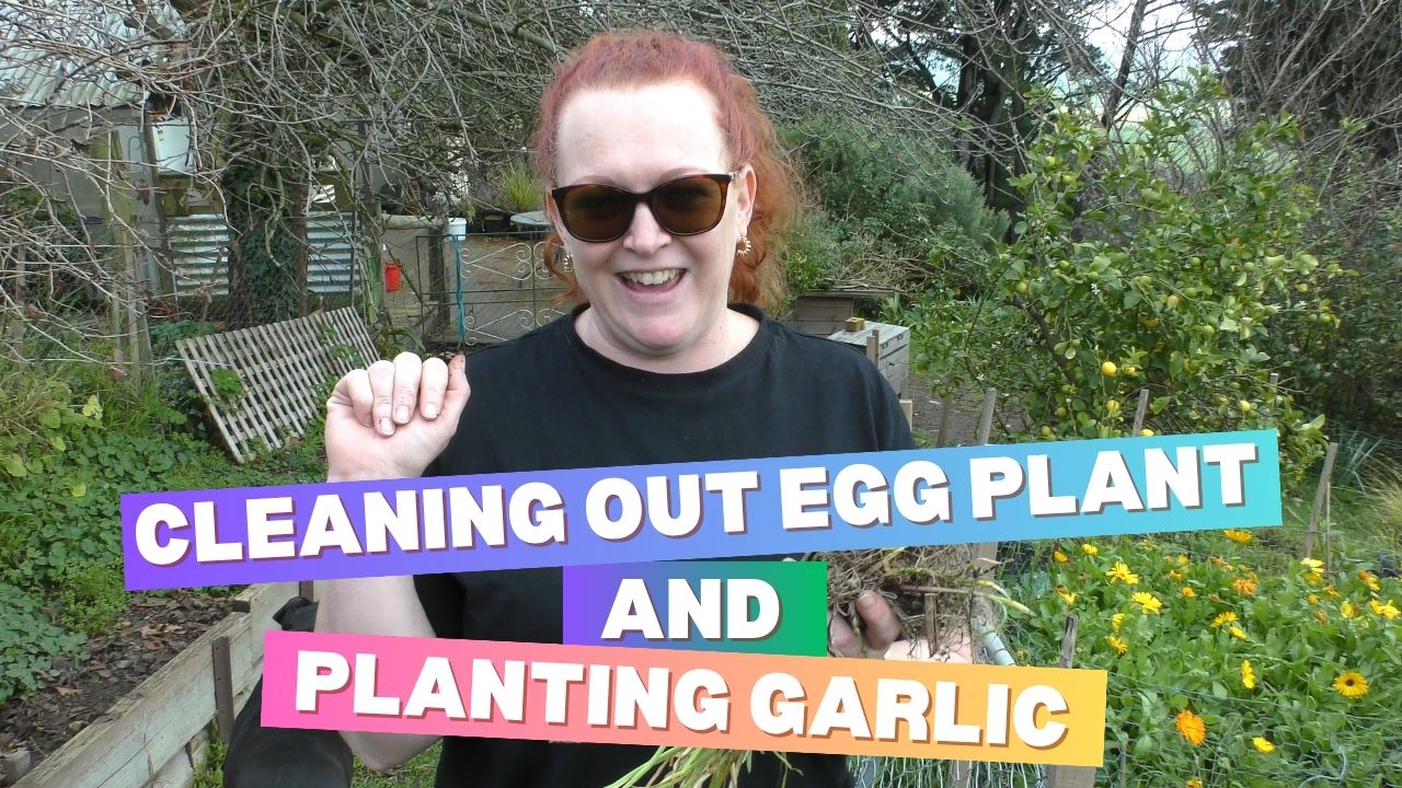 Clean out Egg Plants and planting more Garlic